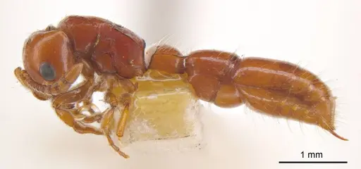 Lioponera fervida specimen