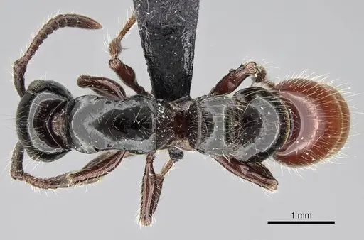 Lioponera ficosa specimen