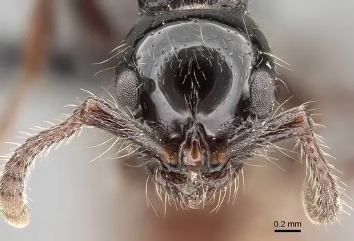 Lioponera ficosa - CASENT0217386