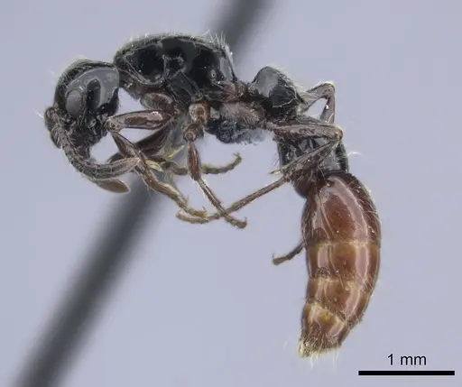 Lioponera ficosa - CASENT0217386