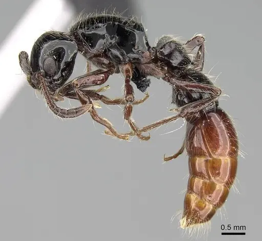 Lioponera ficosa - CASENT0217386