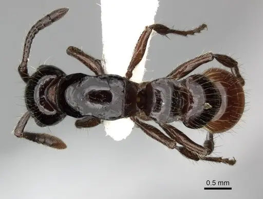 Lioponera ficosa - CASENT0249294