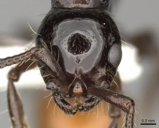 Lioponera ficosa - CASENT0249294