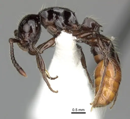 Lioponera ficosa - CASENT0249294