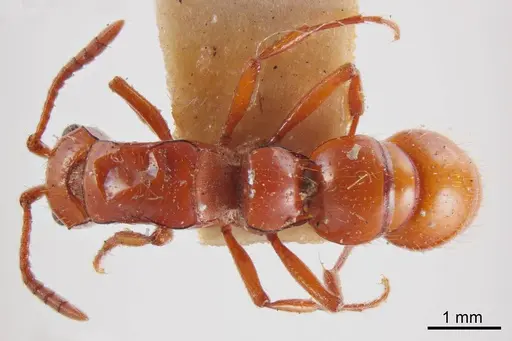 Lioponera flammea specimen