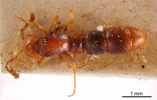 Lioponera gilesi specimen