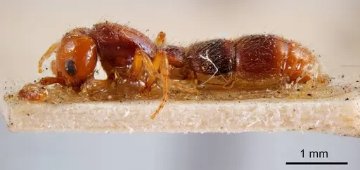 Lioponera gilesi specimen