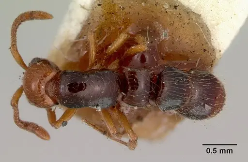 Lioponera gilesi - CASENT0172076