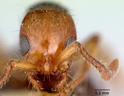 Lioponera gilesi - CASENT0172076