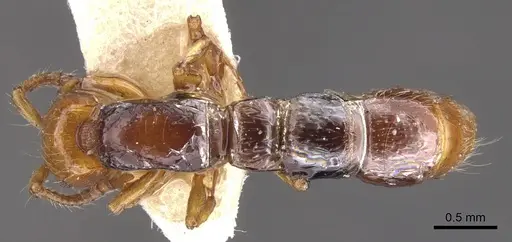 Lioponera gilesi - CASENT0902759