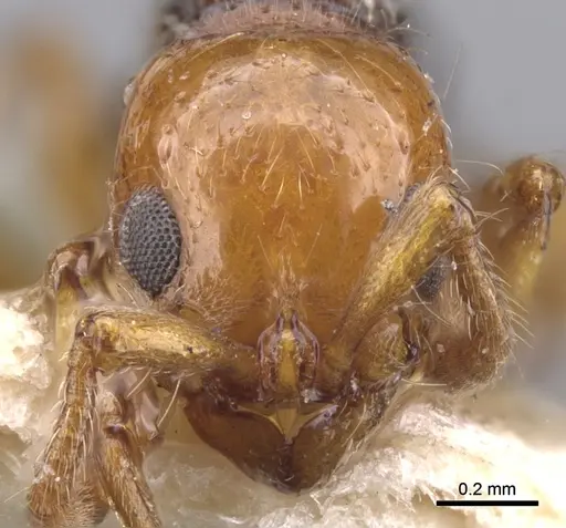 Lioponera gilesi - CASENT0902759