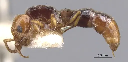 Lioponera gilesi - CASENT0902759