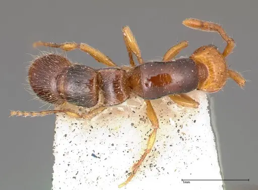 Lioponera gilesi - FOCOL0339-1