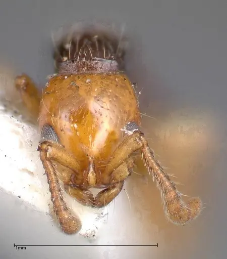 Lioponera gilesi - FOCOL0339-1