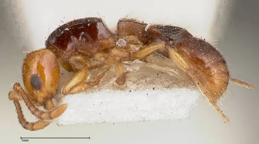 Lioponera gilesi - FOCOL0339-1