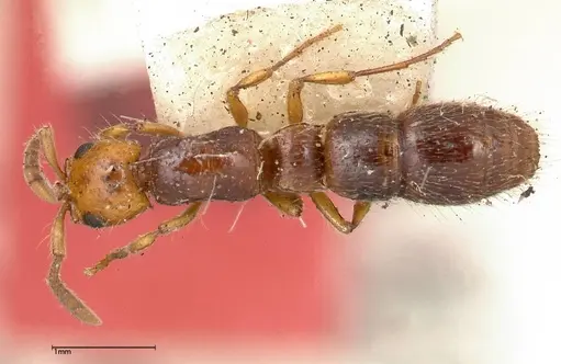 Lioponera gilesi - FOCOL0339-2