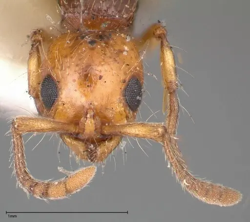 Lioponera gilesi - FOCOL0339-2