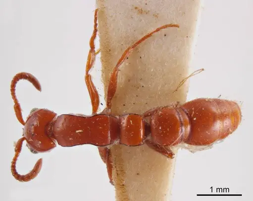 Lioponera greavesi specimen