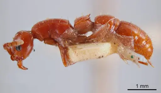 Lioponera greavesi specimen