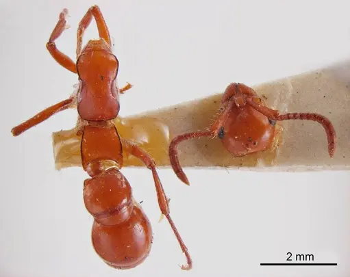 Lioponera gwynethae specimen