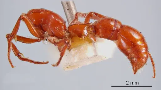 Lioponera gwynethae specimen