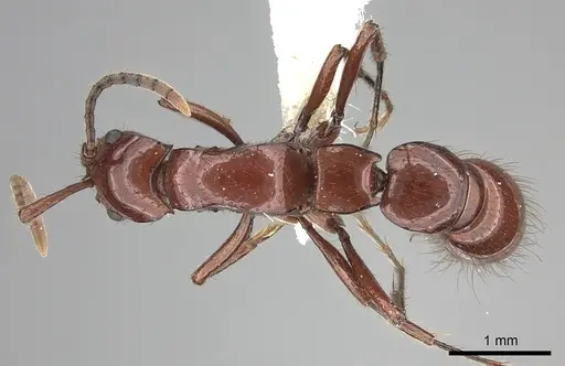 Lioponera heros specimen