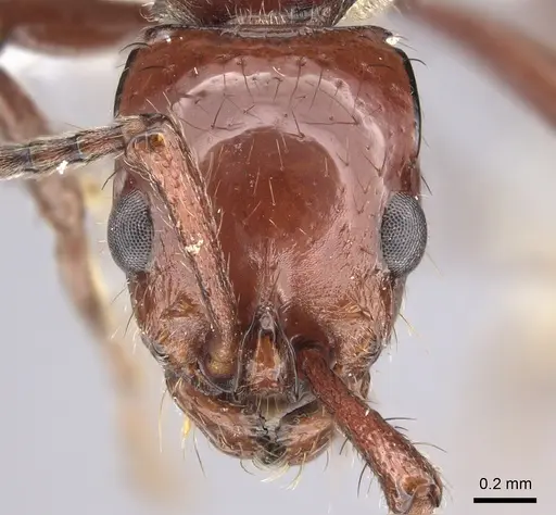 Lioponera heros specimen