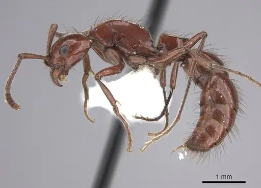 Lioponera heros specimen