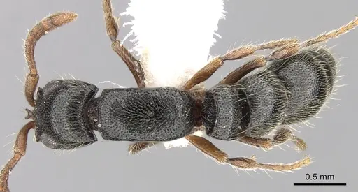 Lioponera hewitti specimen