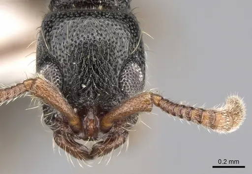 Lioponera hewitti specimen