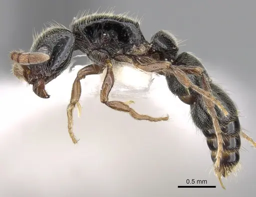 Lioponera hewitti specimen