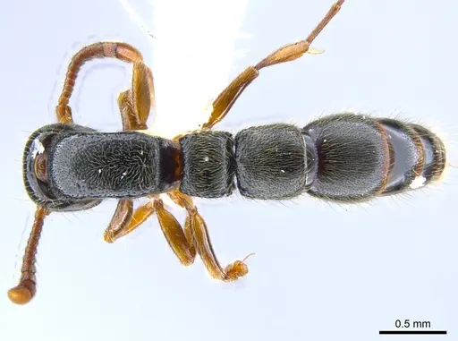 Lioponera hewitti - CASENT0651278