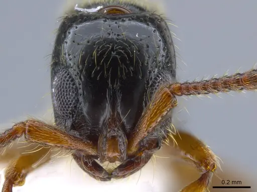 Lioponera hewitti - CASENT0651278