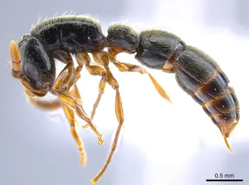 Lioponera hewitti - CASENT0651278