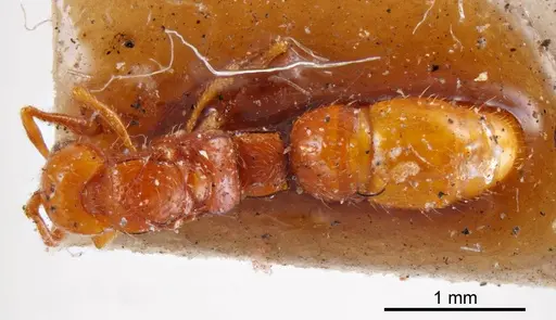 Lioponera inconspicua specimen