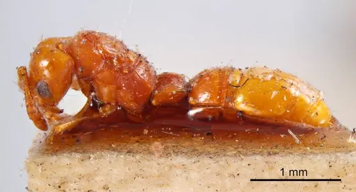 Lioponera inconspicua specimen