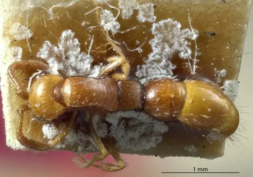 Lioponera inconspicua - ANTWEB1041113