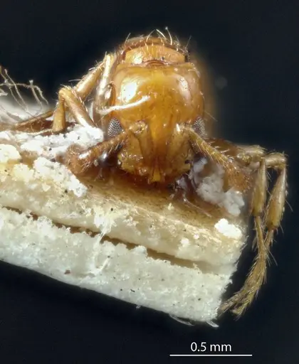 Lioponera inconspicua - ANTWEB1041113