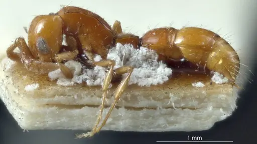 Lioponera inconspicua - ANTWEB1041113