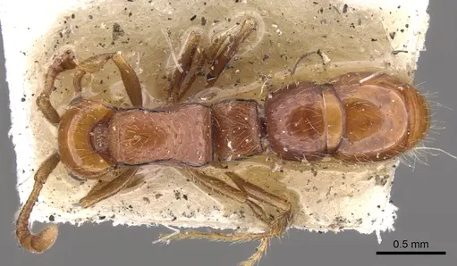 Lioponera inconspicua - CASENT0902748