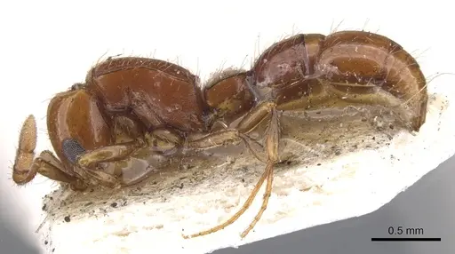 Lioponera inconspicua - CASENT0902748