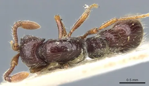 Lioponera inconspicua - CASENT0903778