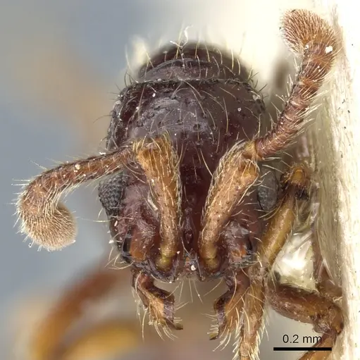 Lioponera inconspicua - CASENT0903778