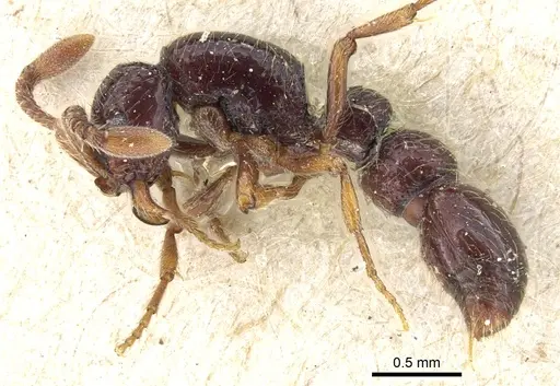 Lioponera inconspicua - CASENT0903778