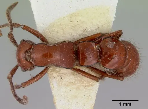 Lioponera iovis specimen