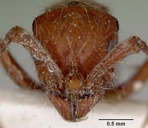 Lioponera iovis specimen