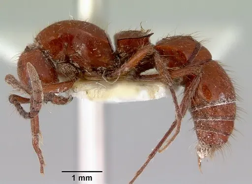 Lioponera iovis specimen