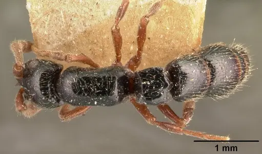 Lioponera kraepelinii specimen