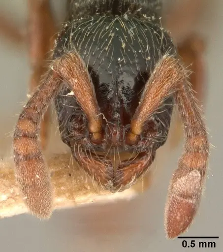 Lioponera kraepelinii specimen