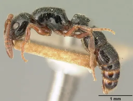 Lioponera kraepelinii specimen